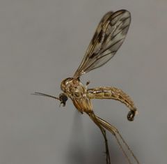 Nervijuncta wakefieldi
