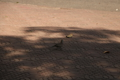 Geopelia striata