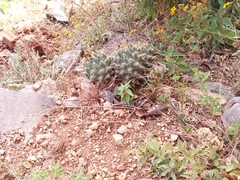 Coryphantha octacantha