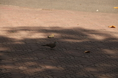 Geopelia striata
