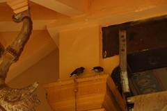 Acridotheres tristis