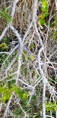 Melaleuca lanceolata