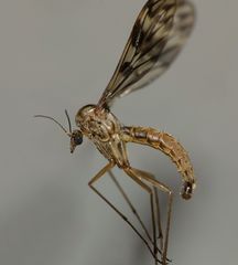 Nervijuncta wakefieldi