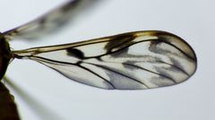 Nervijuncta wakefieldi