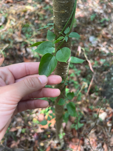 Jasminum fluminense observed 2025-10-03