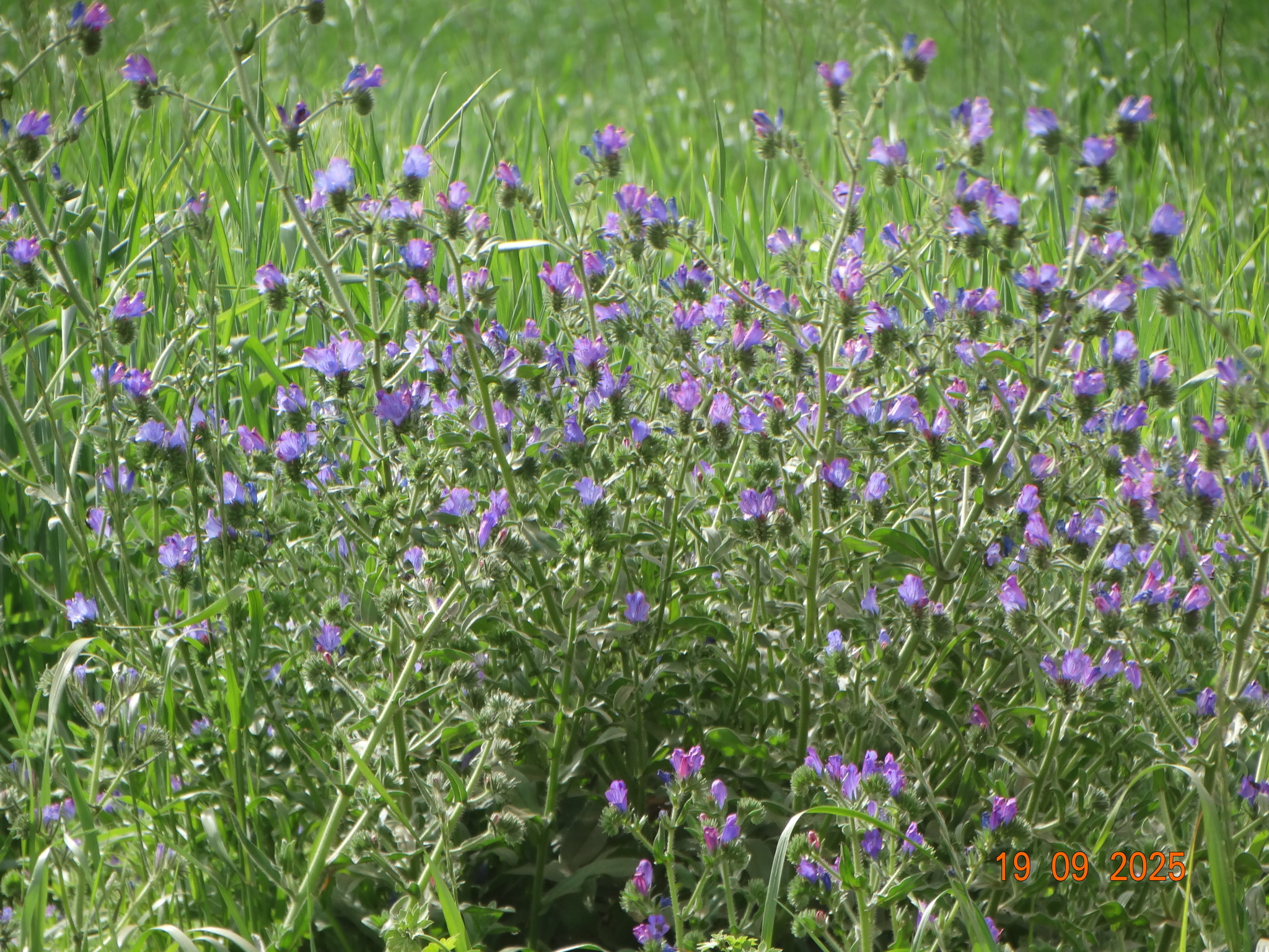 Echium plantagineum