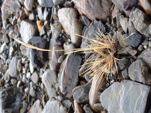 Image of Festuca contracta by (c) Alison Copeland, some rights reserved (CC BY)