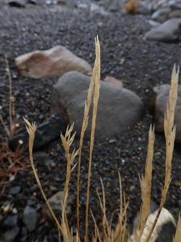 Image of Festuca contracta by (c) Alison Copeland, some rights reserved (CC BY)