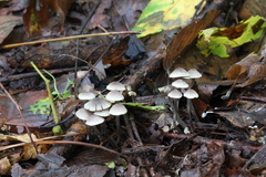 Lyophyllaceae