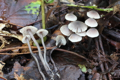 Lyophyllaceae