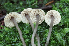 Lyophyllaceae