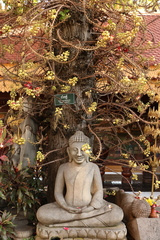 Couroupita guianensis