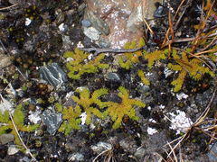 Austrolycopodium magellanicum