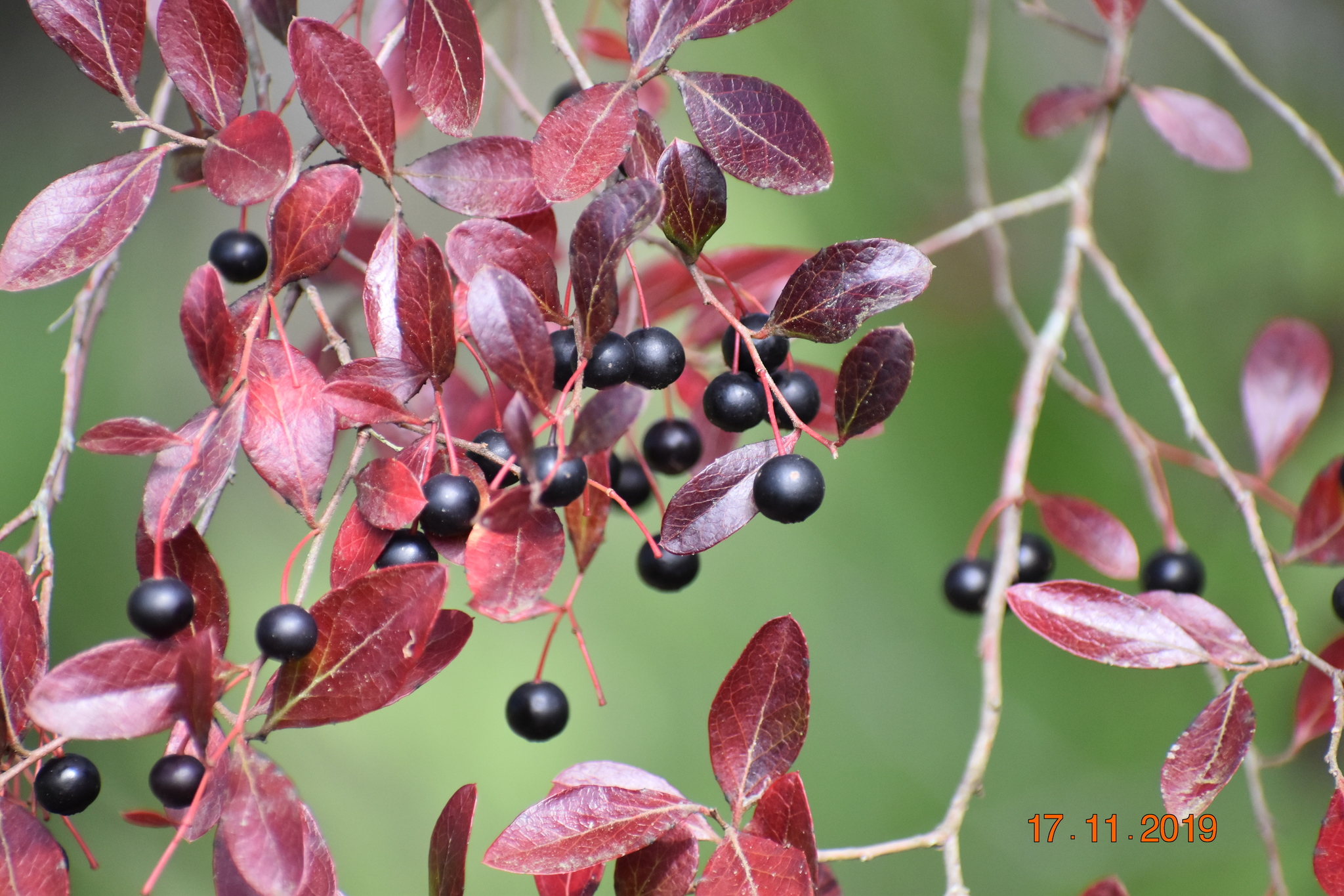 Vaccinium arboreum