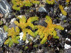 Austrolycopodium magellanicum