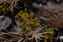 Austrolycopodium magellanicum