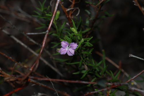 Coopernookia barbata (Coopernookia barbata)