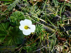 Oxalis enneaphylla