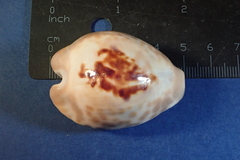 Barycypraea teulerei