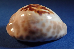 Barycypraea teulerei