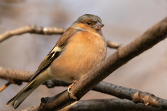Fringilla coelebs
