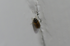 Reesa vespulae