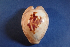 Barycypraea teulerei