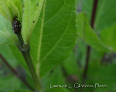 Zygogramma piceicollis