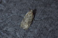 Phaeosaces compsotypa