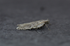 Phaeosaces compsotypa