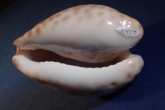 Barycypraea teulerei