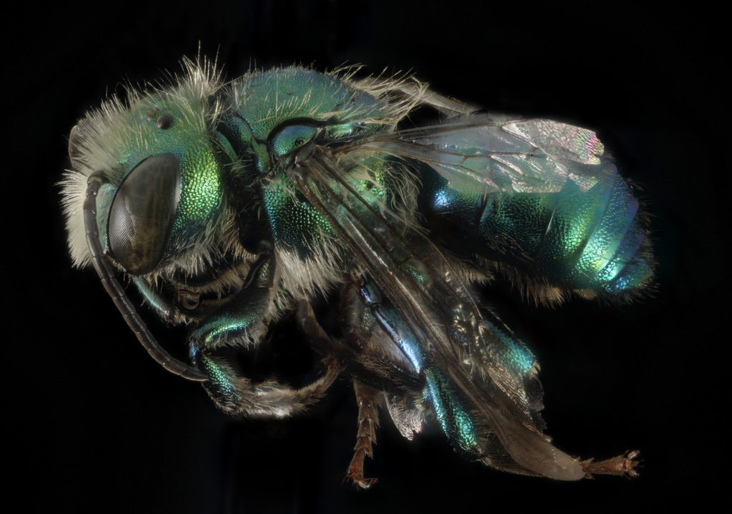 Osmia bruneri