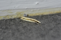 Erechthias stilbella