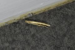 Erechthias stilbella