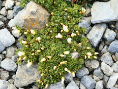 Oxalis enneaphylla