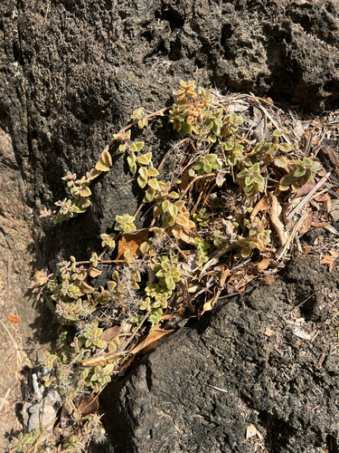 Coleus prostratus, 2025-10-03