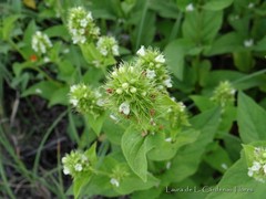 Lepechinia caulescens