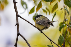 Parus major