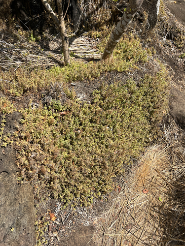 Coleus prostratus, 2025-10-03
