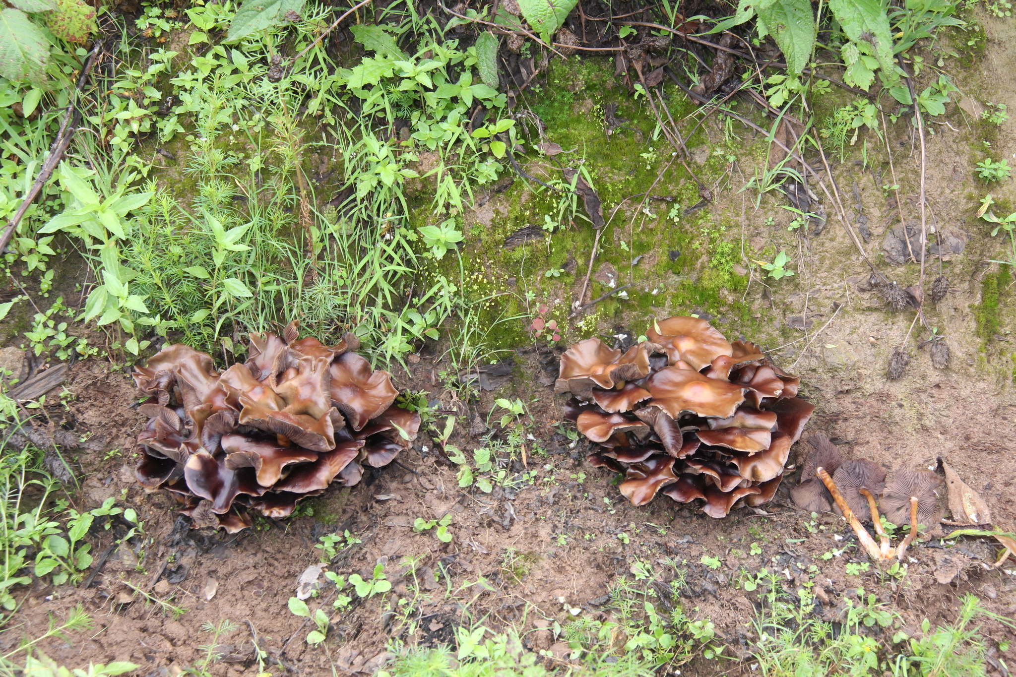 Psilocybe caerulescens image