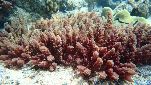 Asparagopsis taxiformis observed 2025-10-03