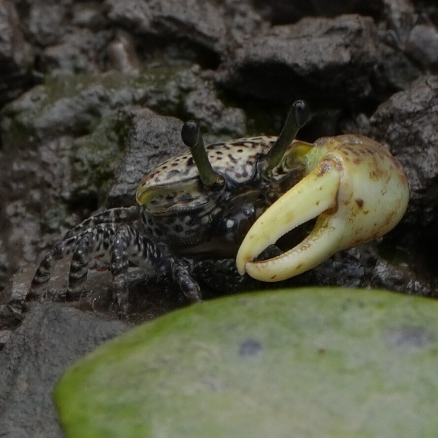 Triangular Fiddler Crab