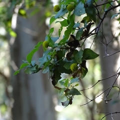 Podanthus ovatifolius