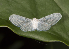 Paramysidia