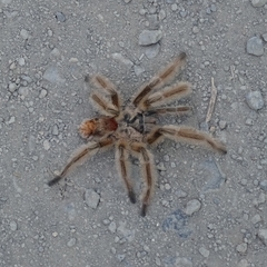 Phrixotrichus vulpinus