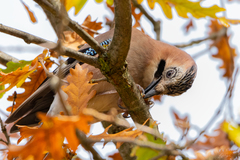 Garrulus glandarius