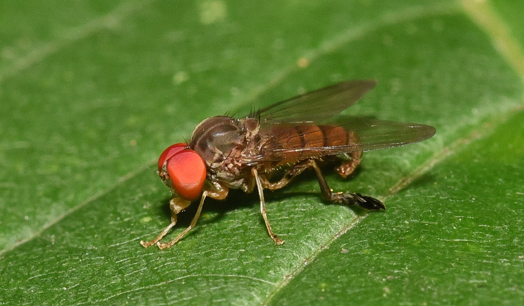 Calotarsa insignis