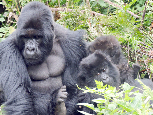 Eastern Gorilla
