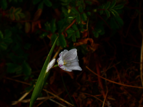 Image of Olsynium filifolium by (c) Alison Copeland, some rights reserved (CC BY)