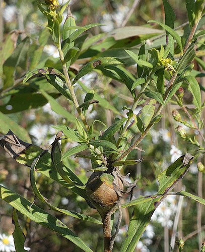 Unknown species found near Wilderness Rd, Shreve, OH, USA